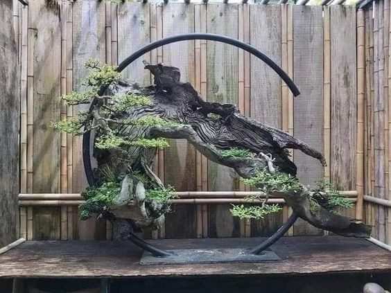 Sử Dụng Cây Xanh Và Bonsai Trong Thiết kế nhà hàng 