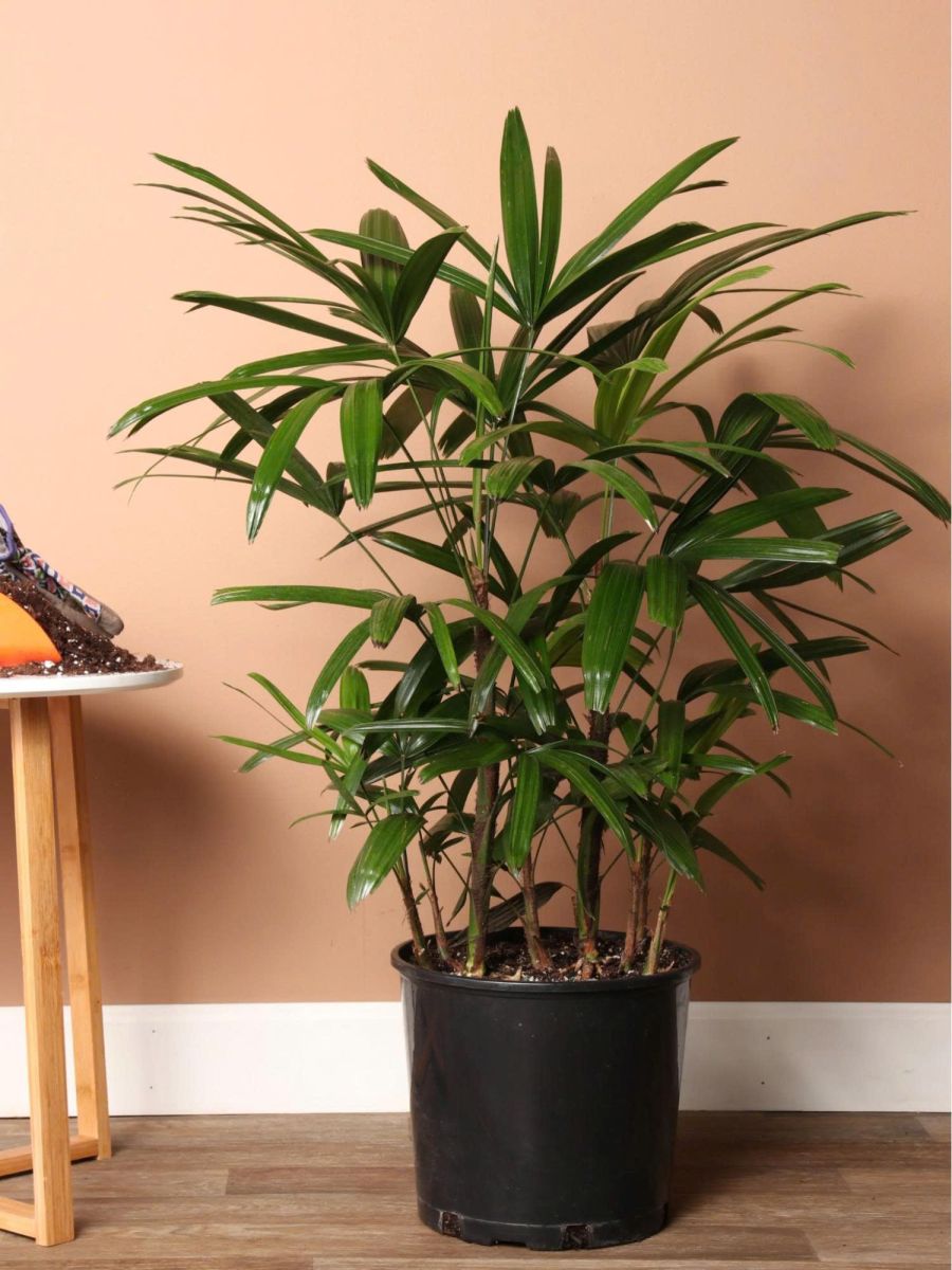 Vì sao nên chọn cây trúc trong thiết kế nhà hàng, quán cafe